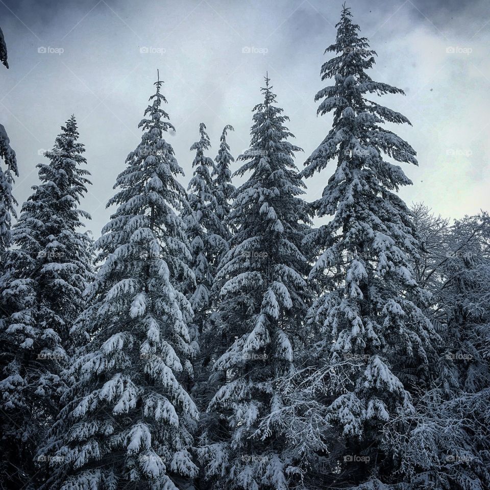Snowy trees, Snoqualmie National Forest, Washington
