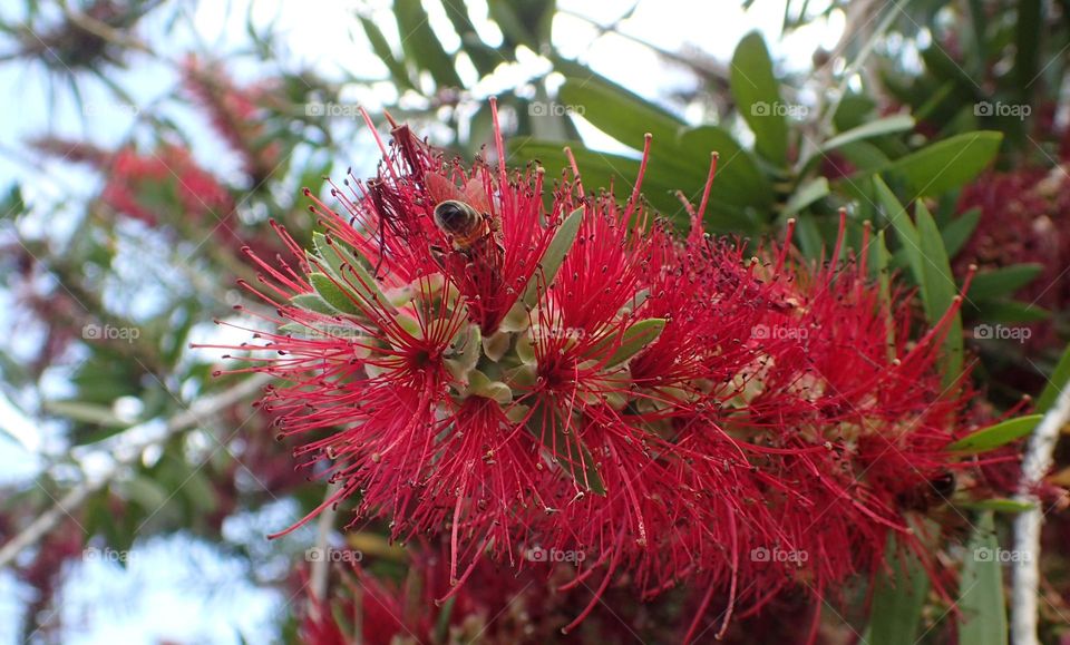 South side of a north-bound bee, at work in a Bottle Brush flower