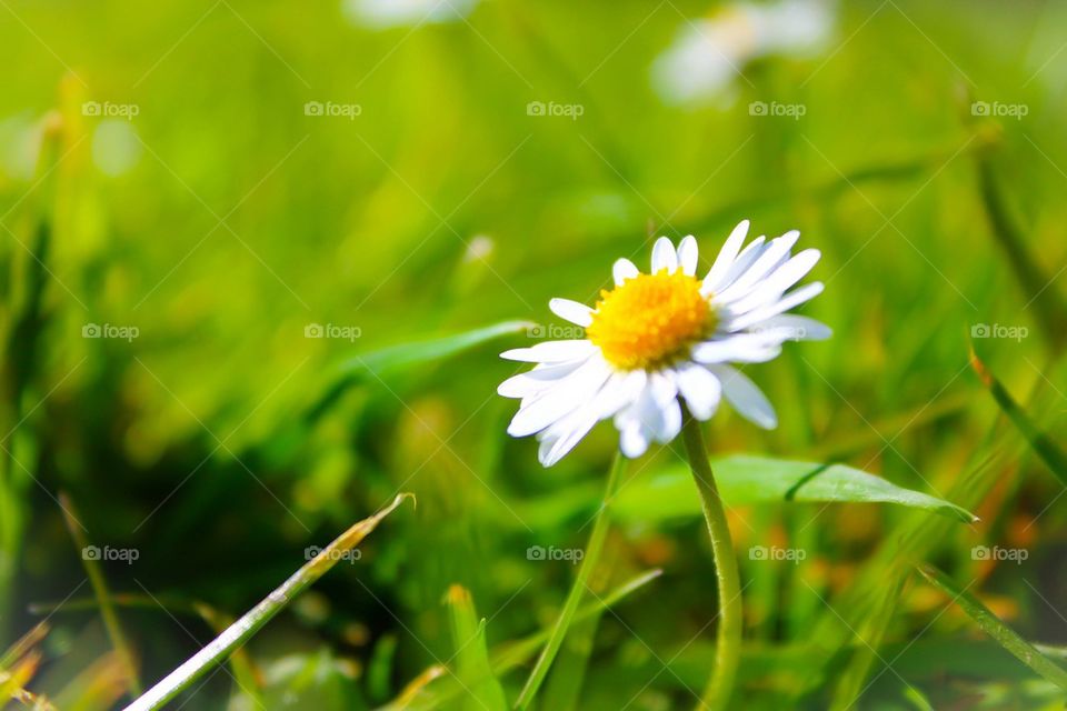 Daisy Garden 