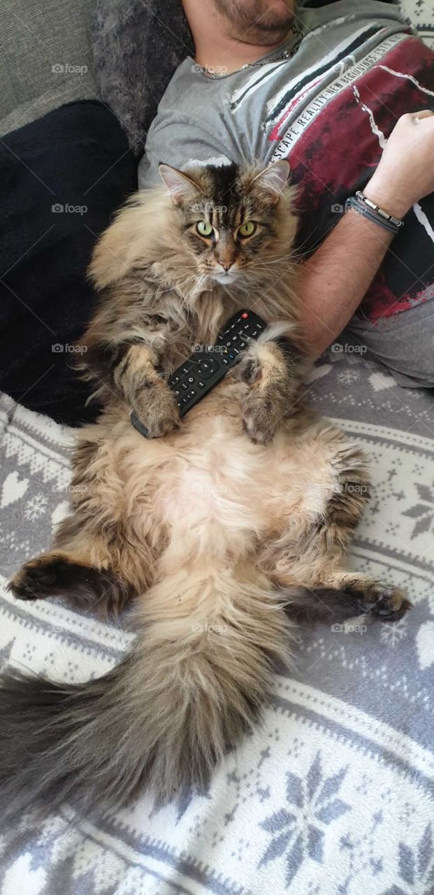 cat and chill