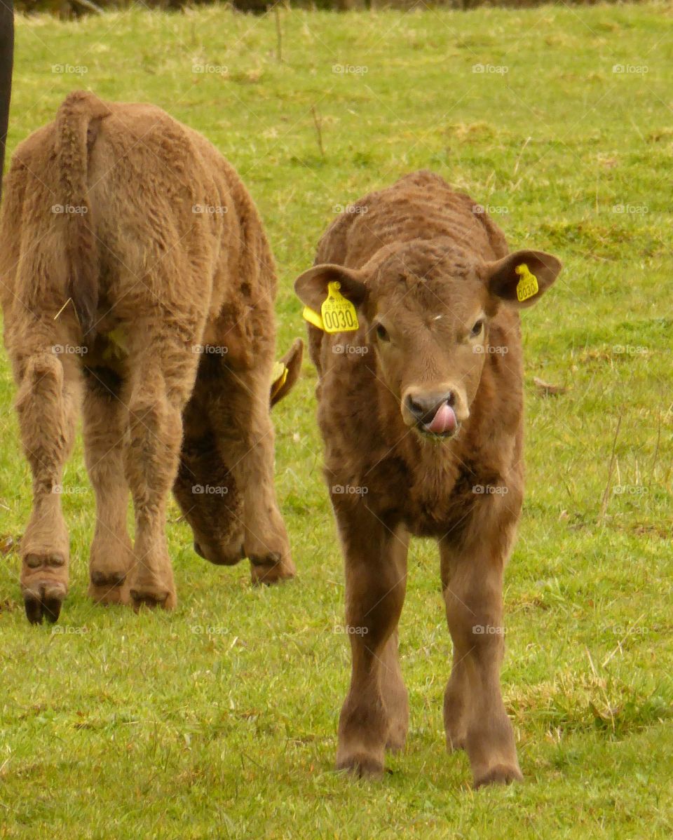 little baby calf licking the nose