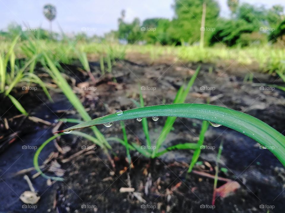 the morning vibes very cute plants with farm