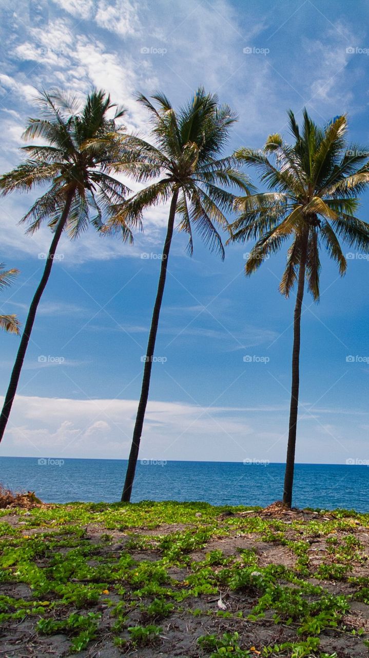 The Natural Beauty Of Coconut Trees At Sea