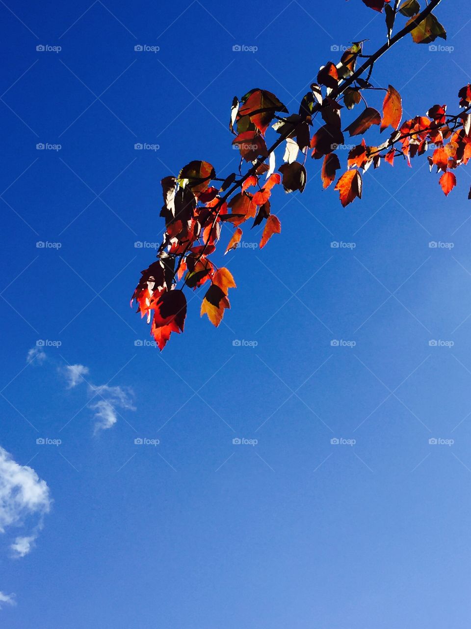 Megan Plançon . Bright blue sky with wisps of clouds and red fall foliage in the foreground 