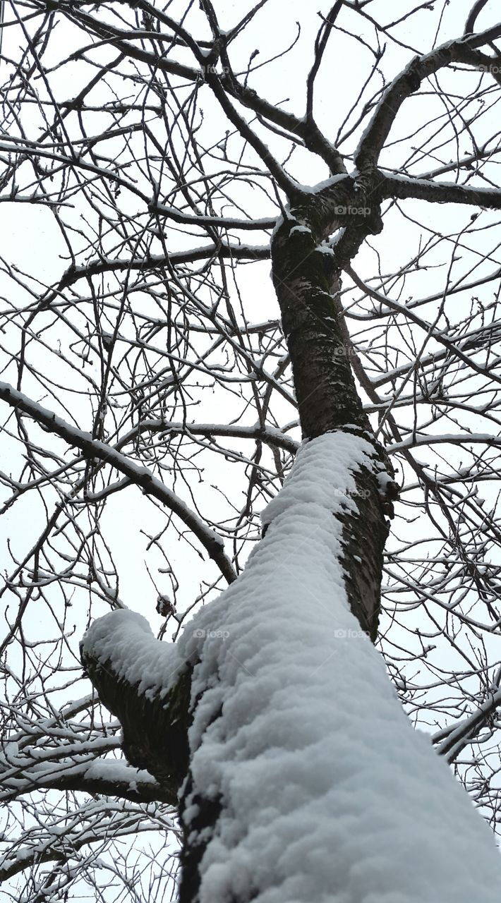 skyward snowscape