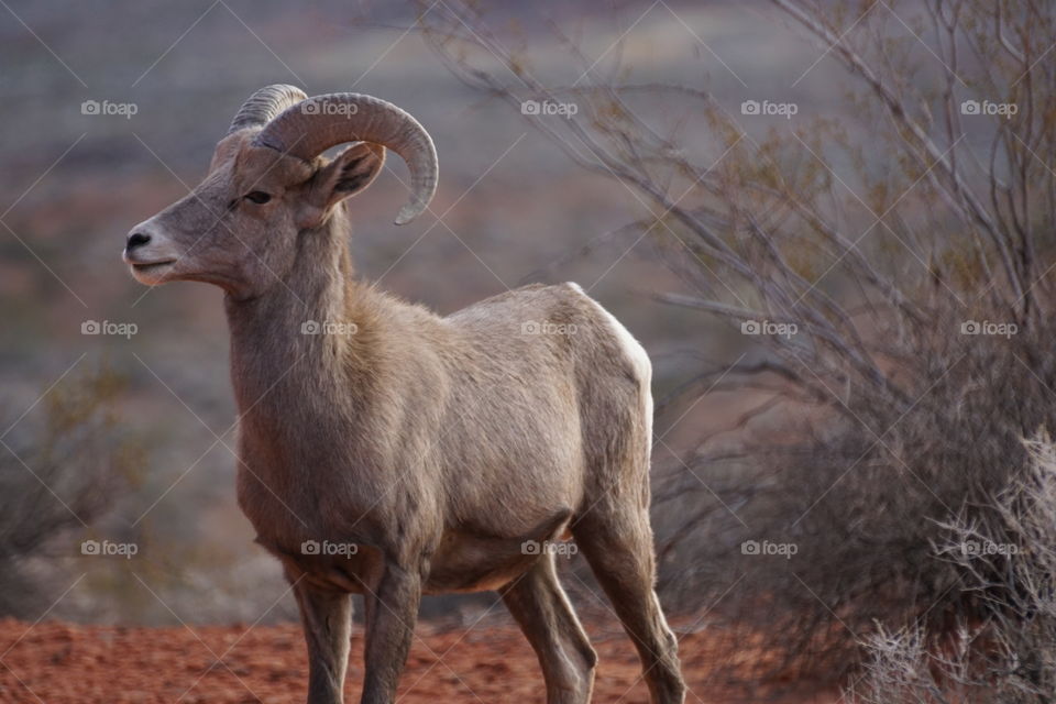 Big Horn Sheep 