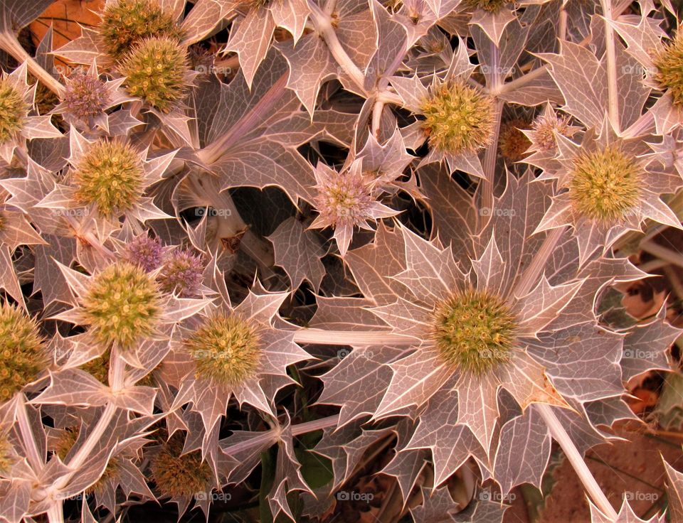 Sand thistle