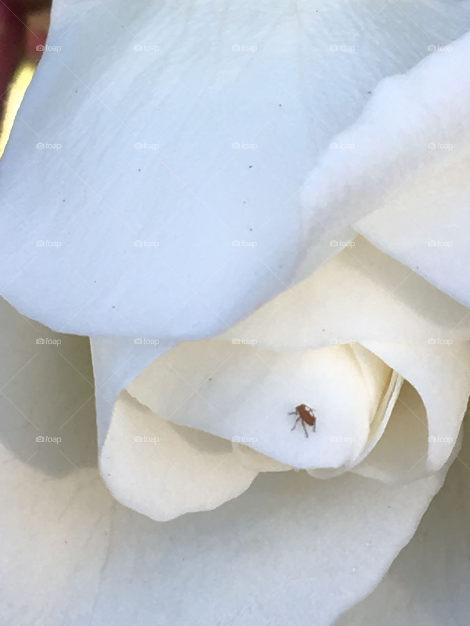 Flower, Nature, No Person, Wedding, Love