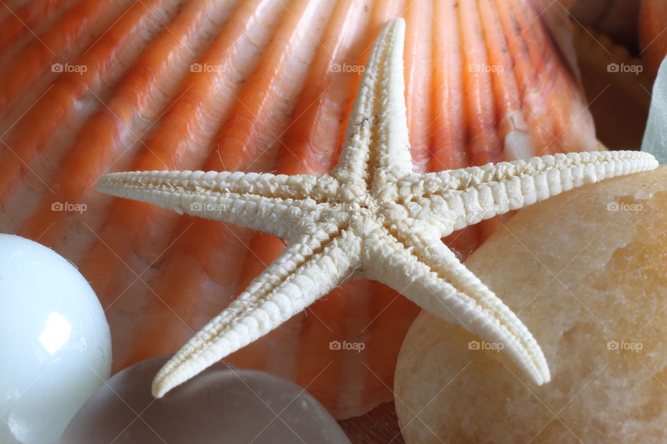 starfish and shells
