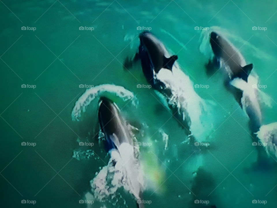 orca whales in the high seas
