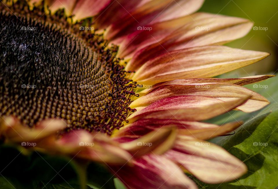 Strawberry Blonde Sunflower Portrait Up Close