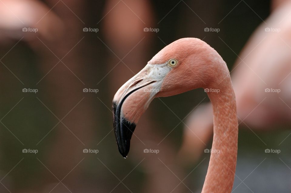 Pink flamingo