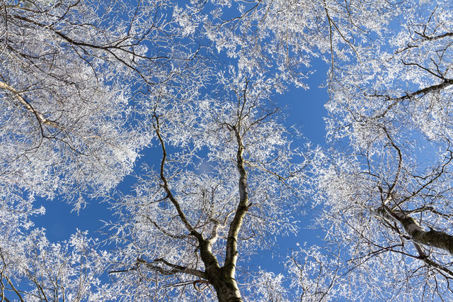 Tree branches with frost against blue sky on a cold winter day 