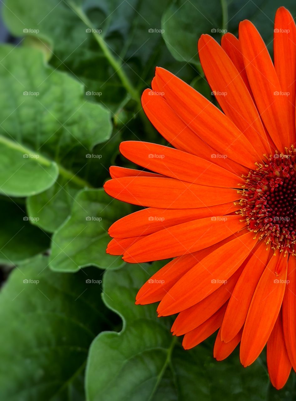 Gerbera daisy