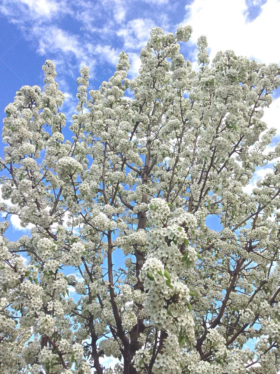 tree