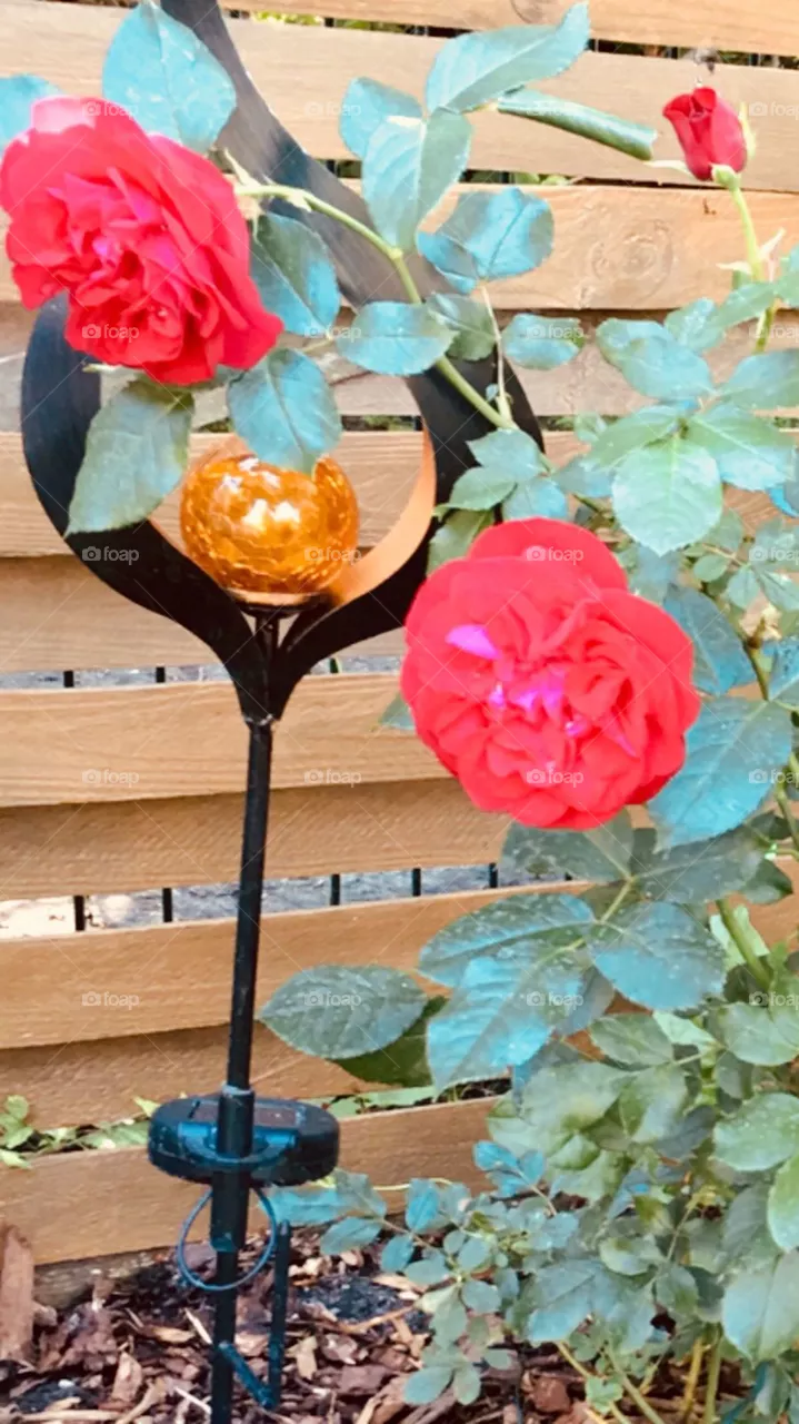 Blumen 