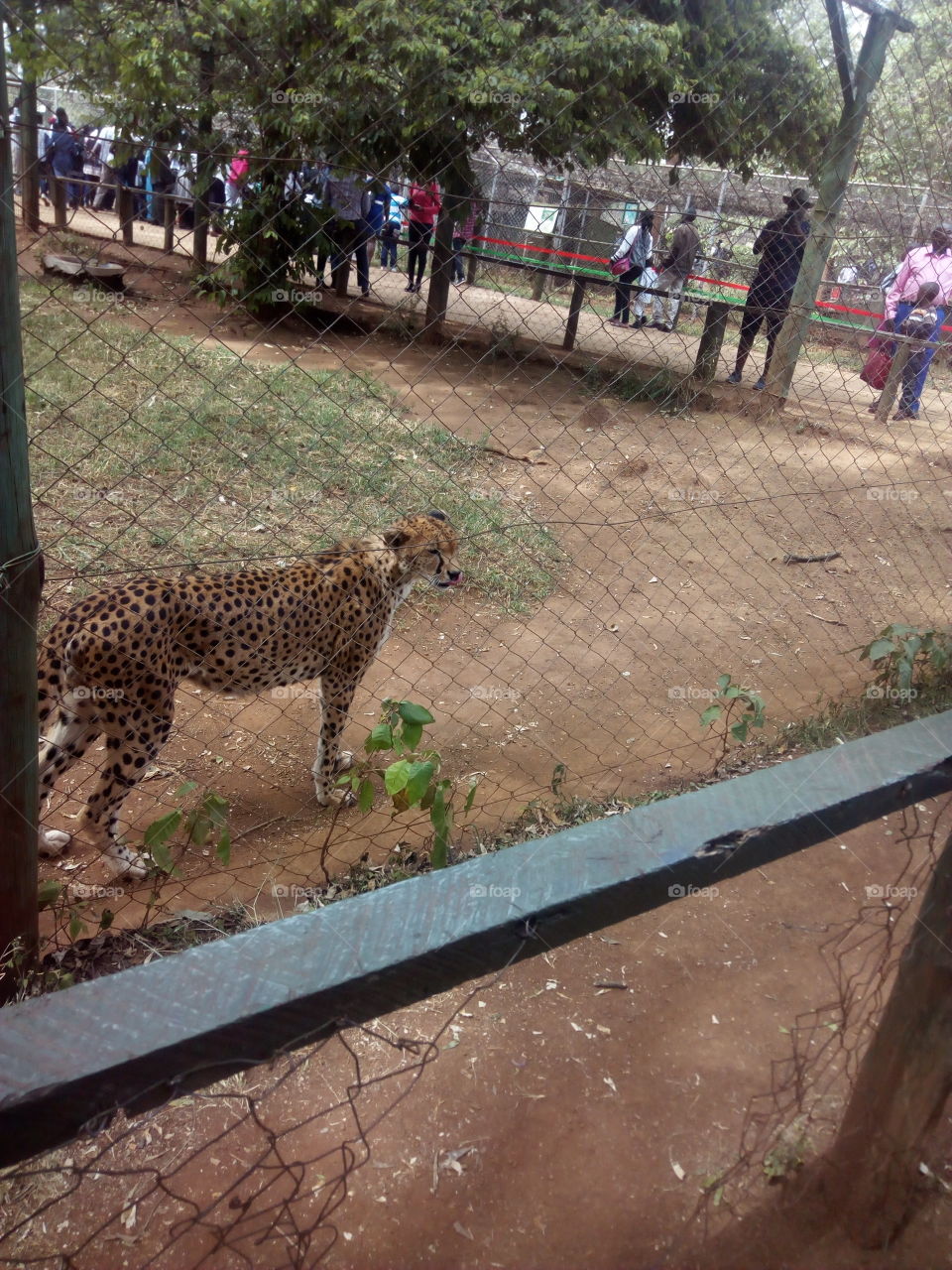 This was taken at Nairobi National park
The only animal park/orphanage within a city in the whole world
