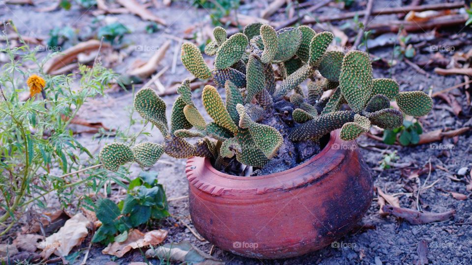 cactus in a pot.