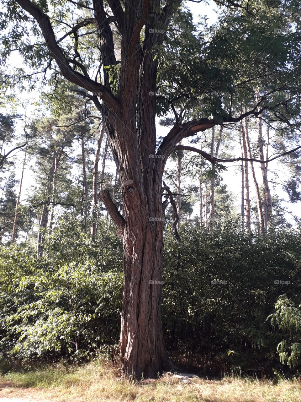 old acacia tree