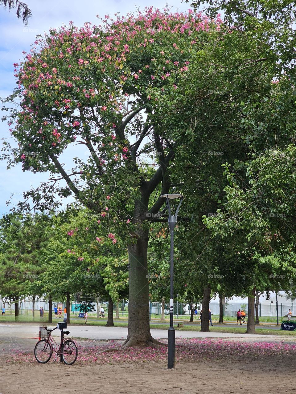 "Pink Palo Borracho" Ceiba speciosa, is commonly called Palo Borracho in Argentina. It's beautiful pink flowers decorate the tree and when on the floor create a pink carpet. Here seen on a sunny day, with a parked bicycle, and people in the distance.