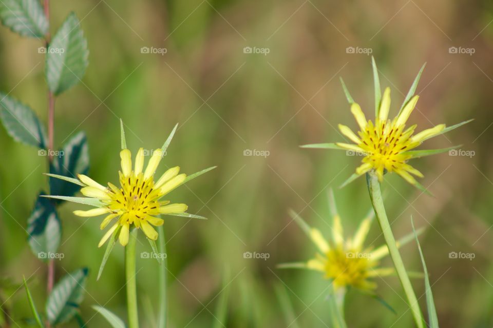 Western Salsify in a meadow