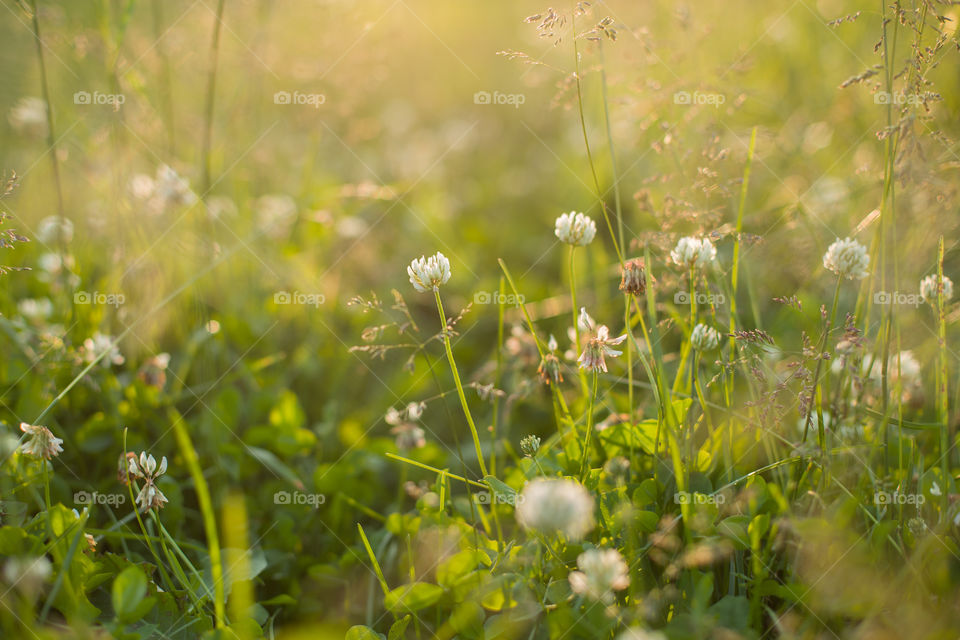 nature in green colors