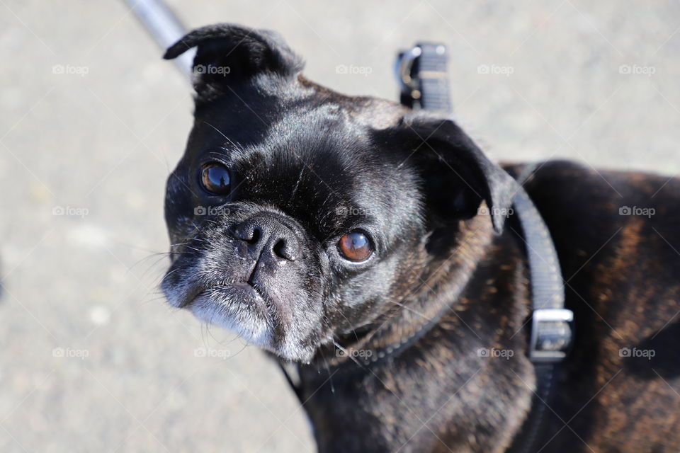 Doggy with beautiful hazel eyes 