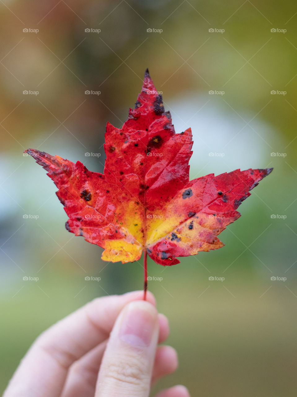 Beautiful red maple leaves in autumn rain. Close up of rain drops on red leaf. Background of autumn leaves. Rainy weather. New England fall foliage.