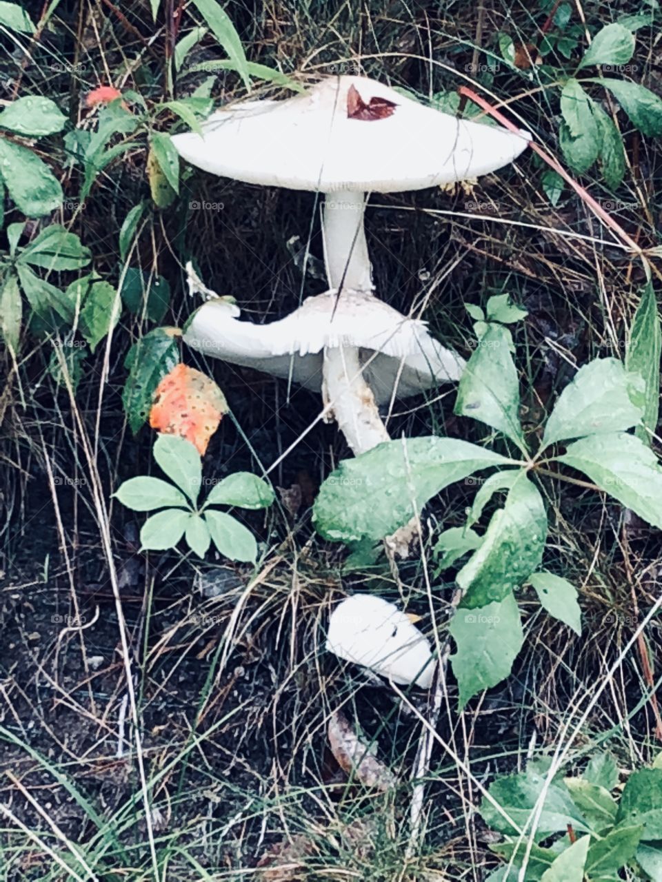 Two mushrooms 