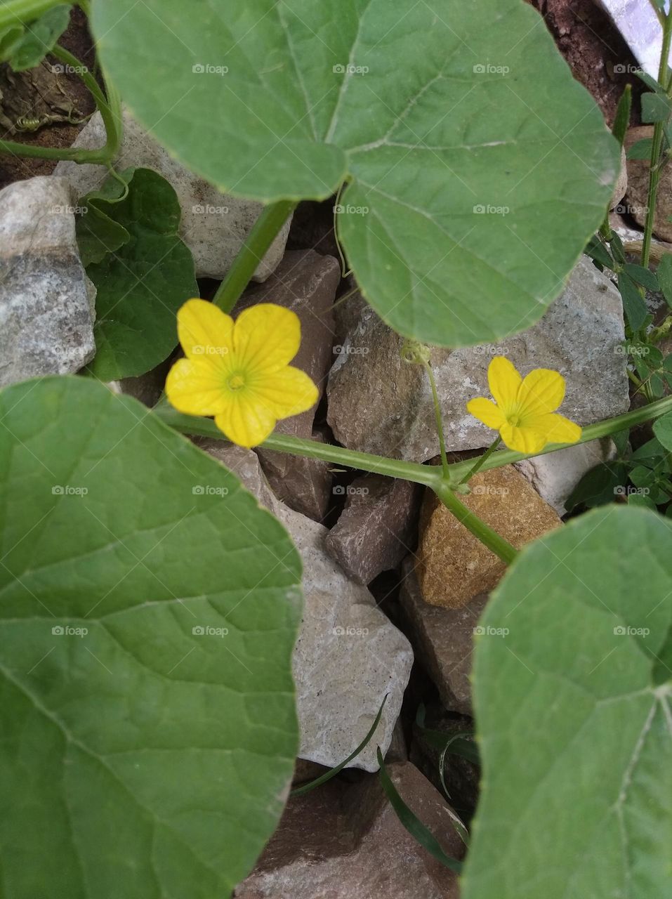 yellow flower seasonal fresh shurb small size looks very beautiful generally found everywhere