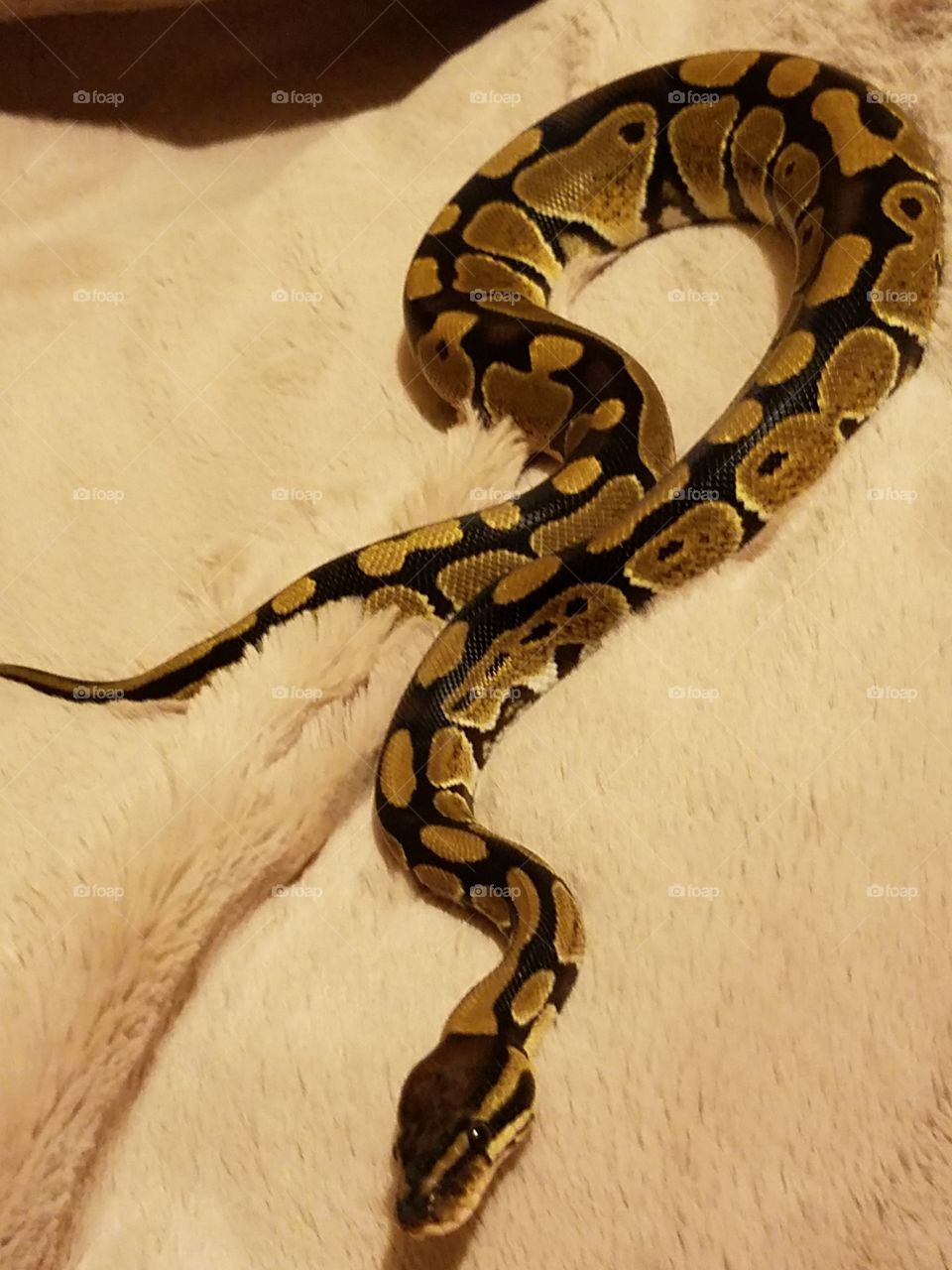 normal ball python