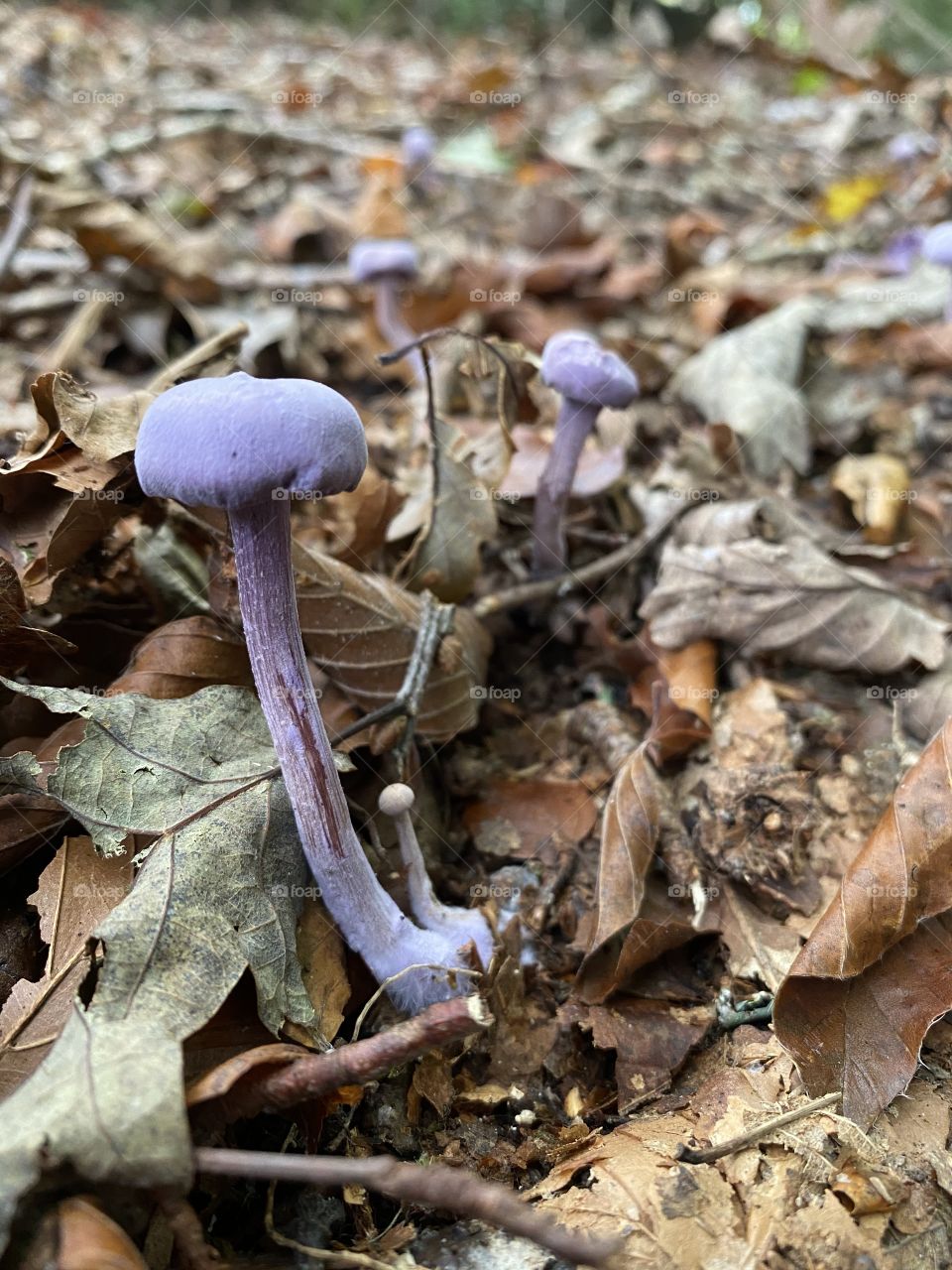 Treasures of the forest 