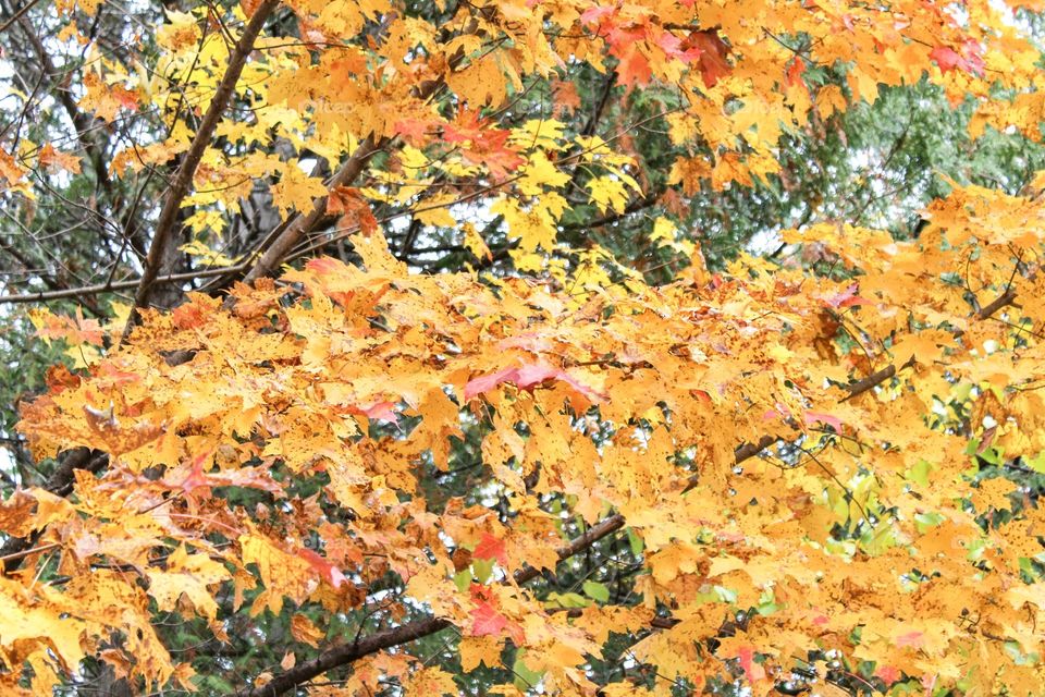 Colorful Fall Foliage