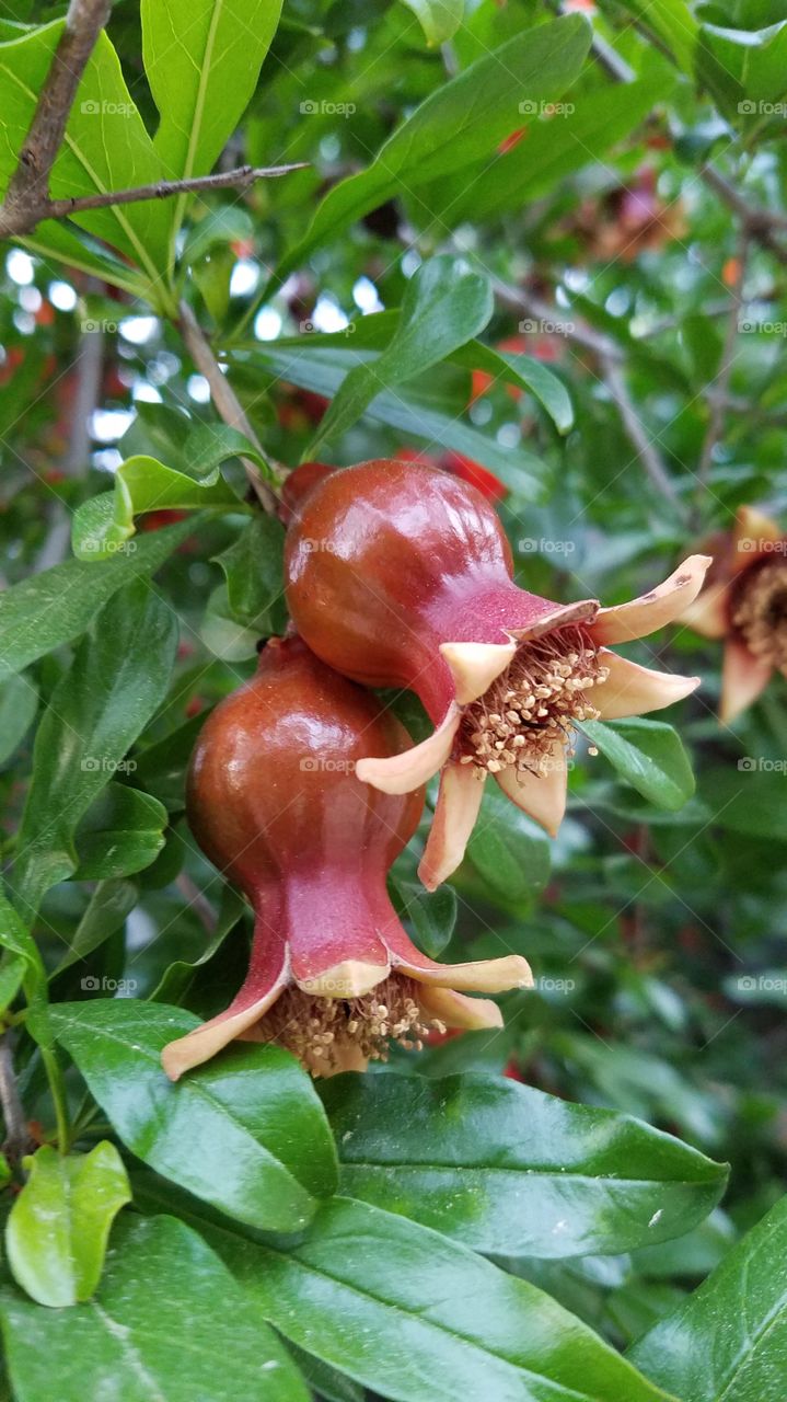 Growing pomegranates