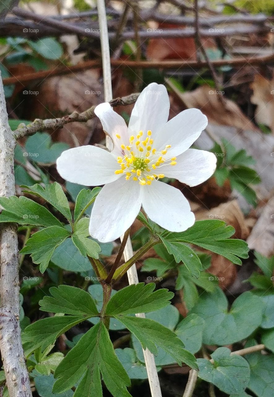 Blume Buschwindröschen Wald weiss Frühling