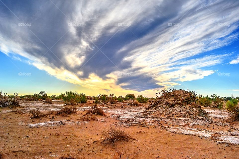 Plants growing on desert, Inner Mongolia