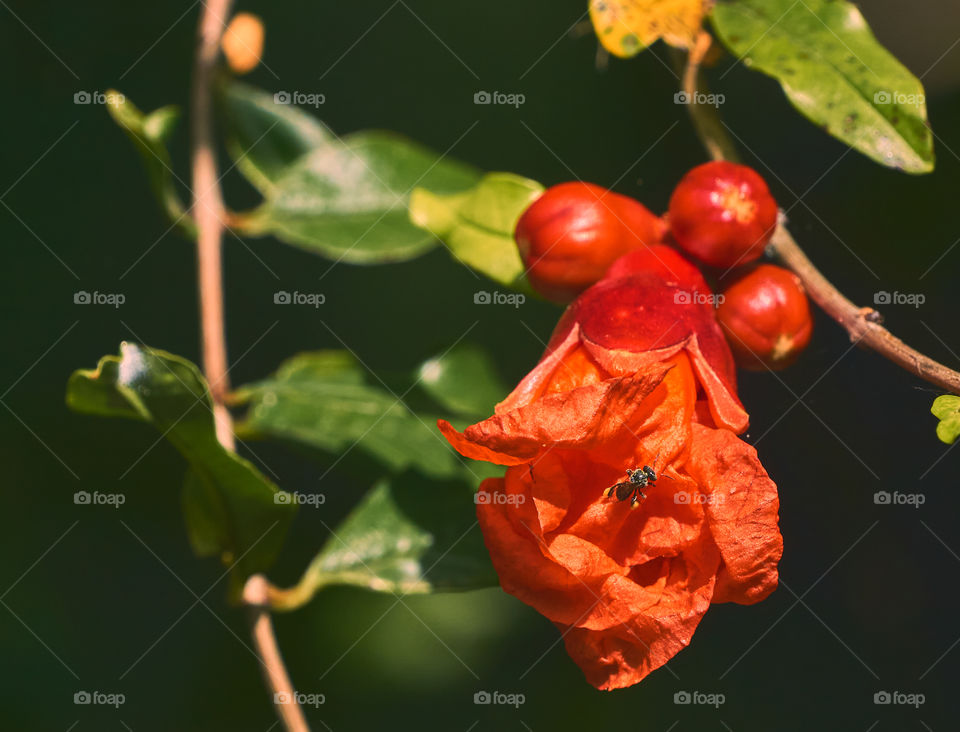 Floral photography - Pomegranate red flower - honey bee