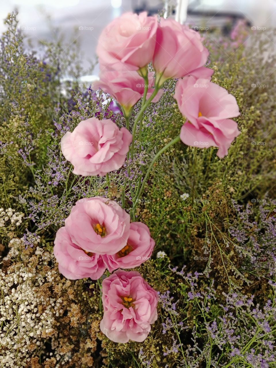 Beautiful Flowers