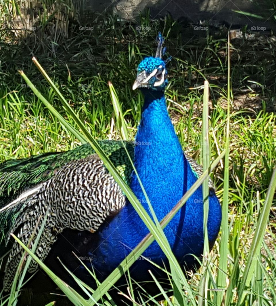 Peacock