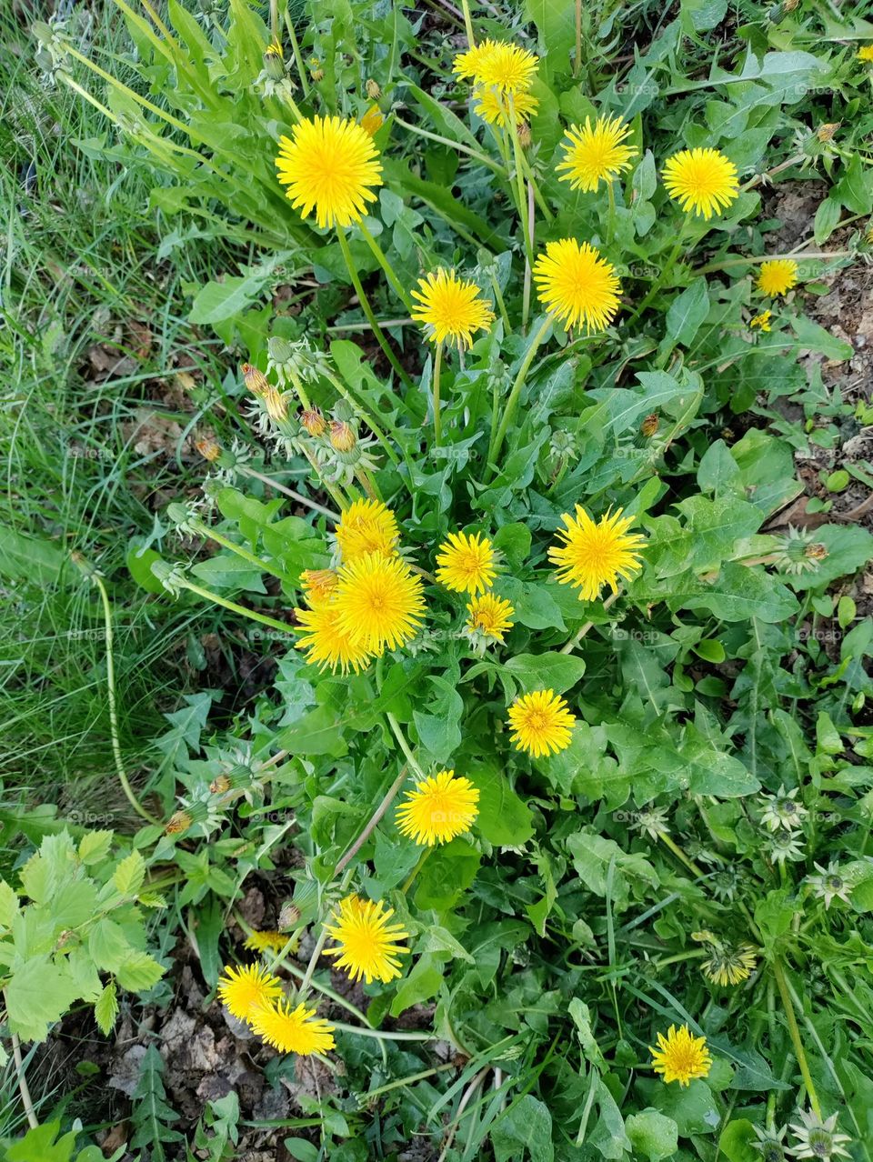 dandelions