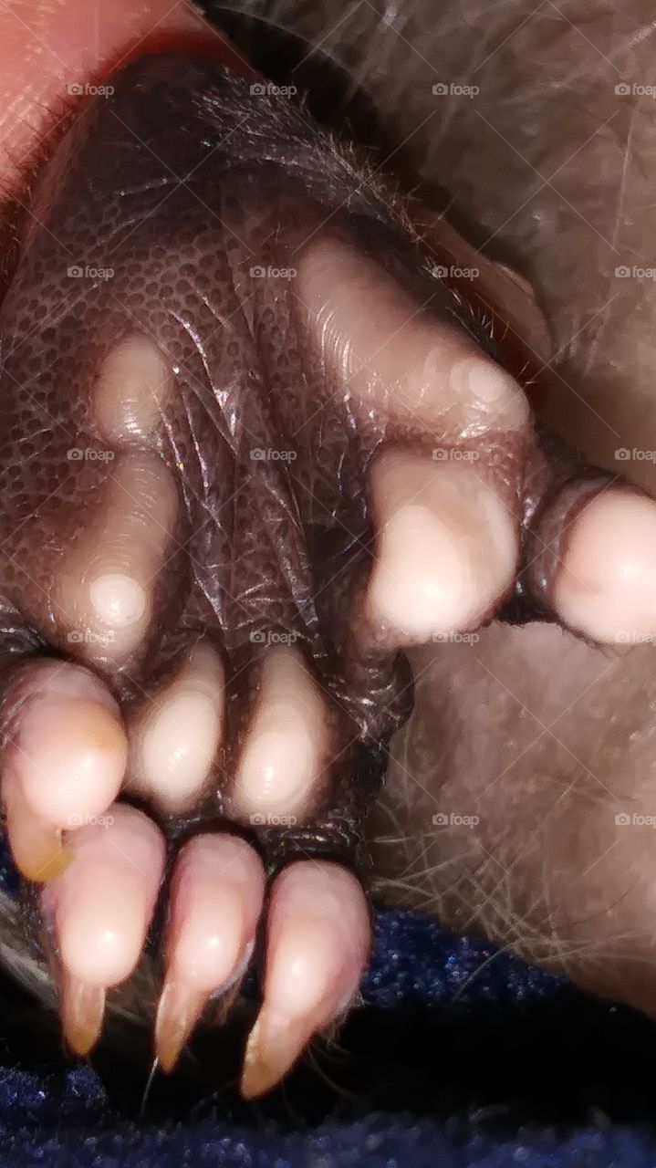 bottom of back foot on opposum