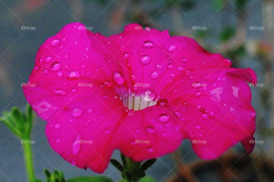 Aromatic and vibrant flowers, pink petunia