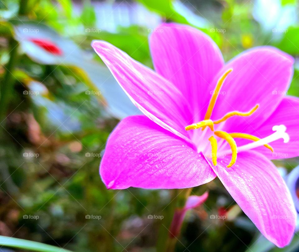 The photo of a pink flower.
