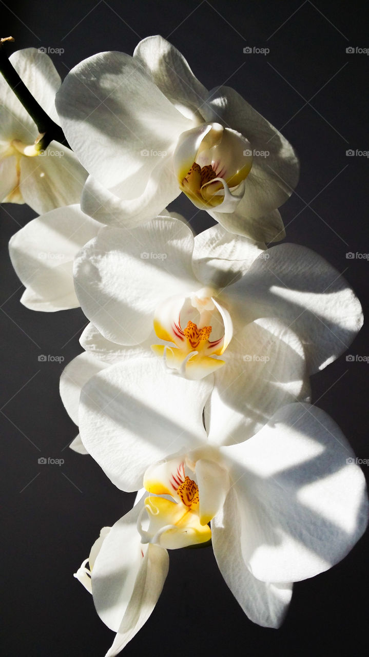 Orchidy. white orchidy