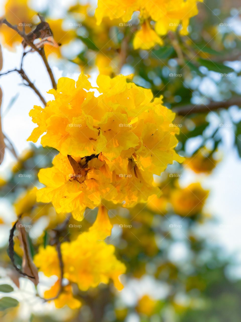 Tabebuia chrysantha, yellow flowers blossom in summer on blue sky background