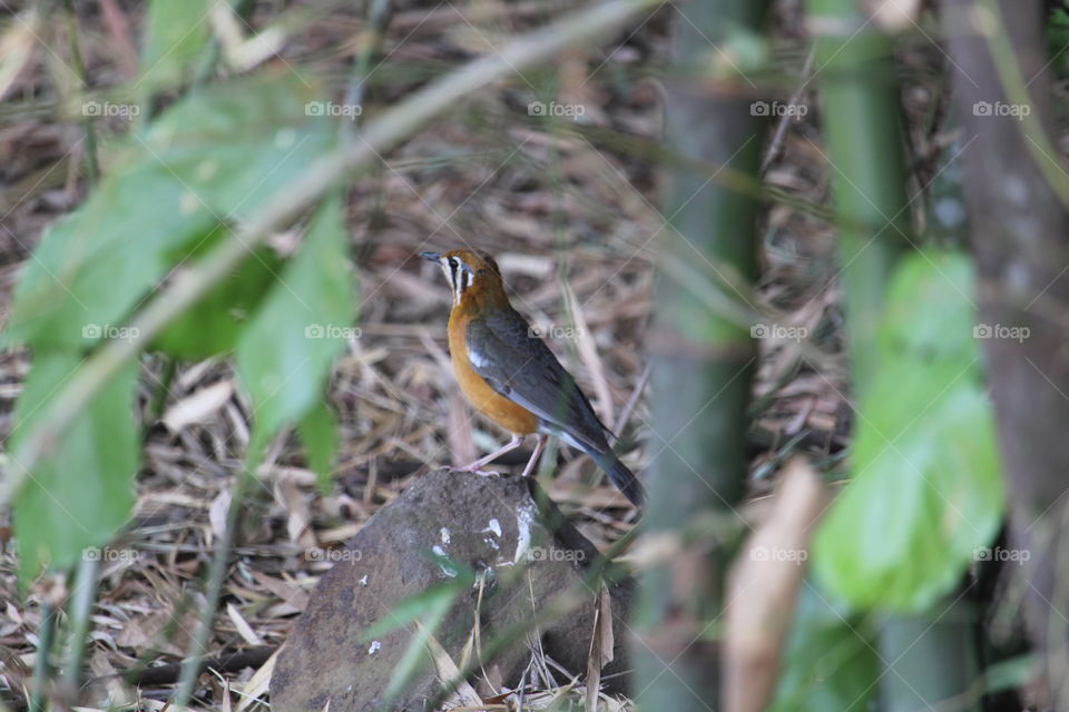 Orange Headed Trush 📷 A shot by anuj_762