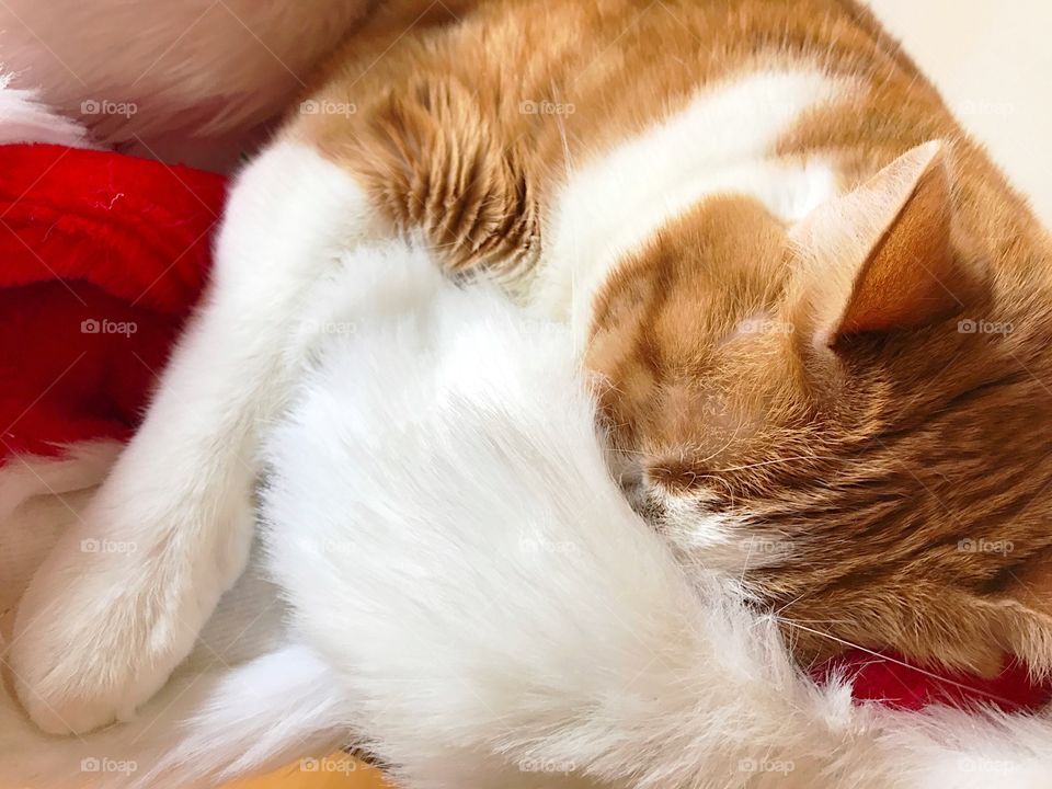 Cat sleeping in Santa hat