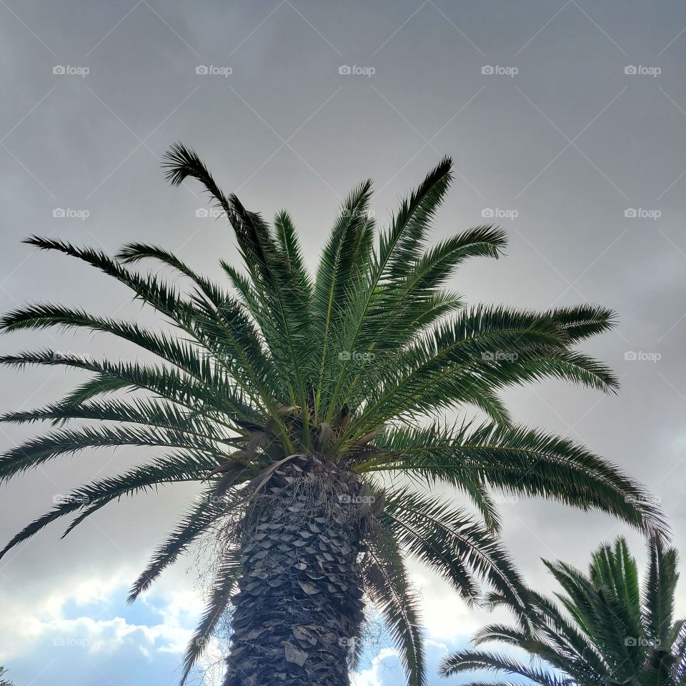 Palm tree