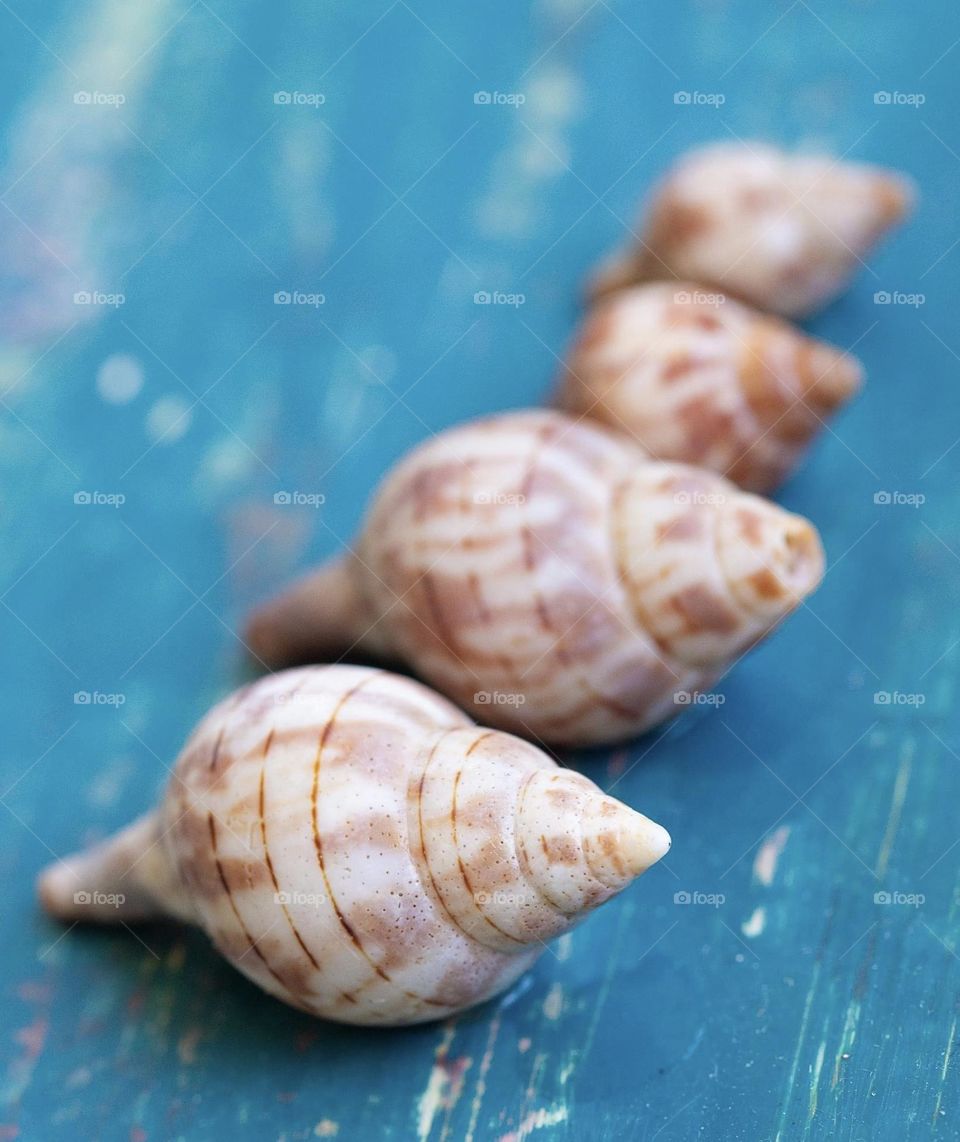 Get your shells in a row 