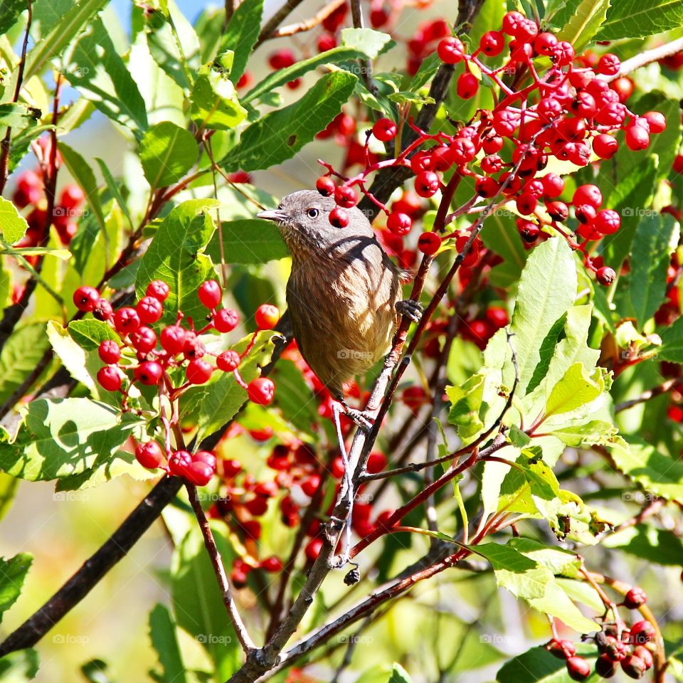 Bird and berries 